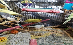 Budgerigars birds for sale: Beautiful baby budgies  - Image 3