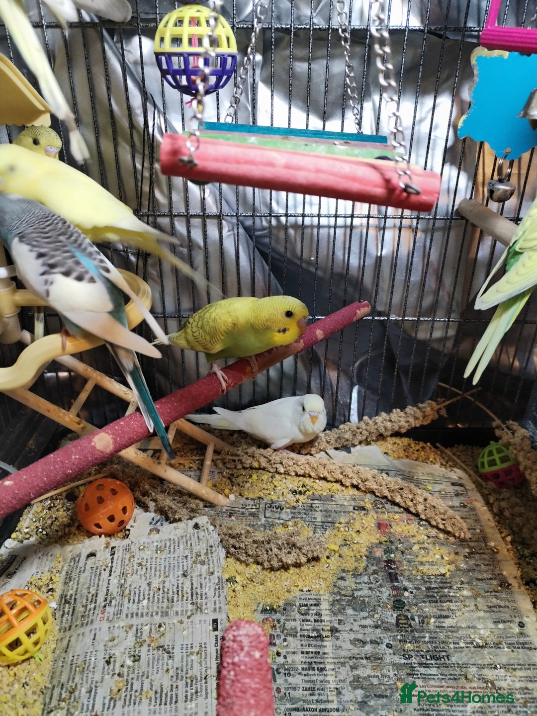 Budgerigars birds for sale: Beautiful baby budgies  - Image 3