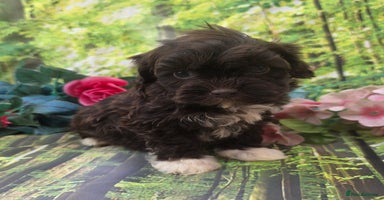 Shihpoo dogs - Advert 13