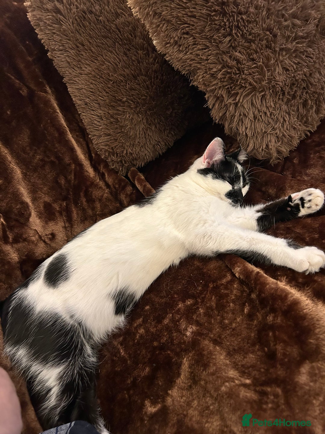 Domestic Shorthair cats for sale: Two cats male and female lovely need loving home  - Image 6