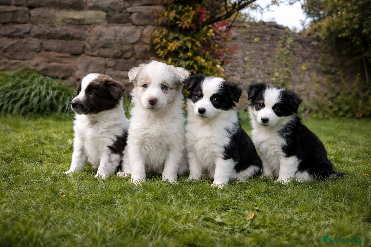 Border Collie dogs Outstanding Long Haired Border Collies - Advert 1