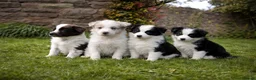Border Collie dogs for sale: Outstanding Long Haired Border Collies - Advert 1