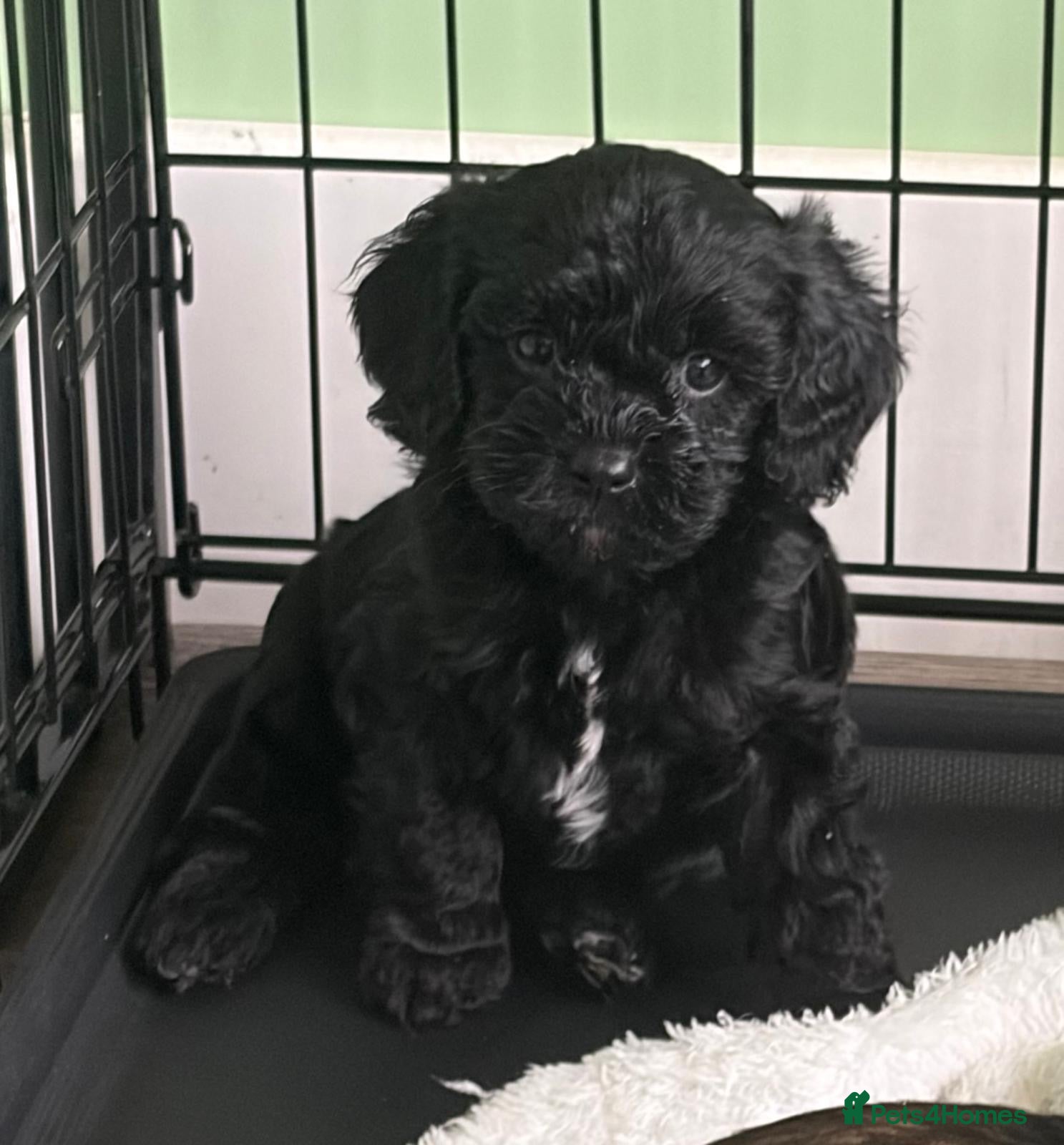 Cavapoo dogs Teddy Bear F1 Cavapoo puppies- last Boy available  - Advert 8