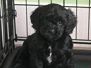 Cavapoo dogs Teddy Bear F1 Cavapoo puppies- last Boy available - Advert 8
