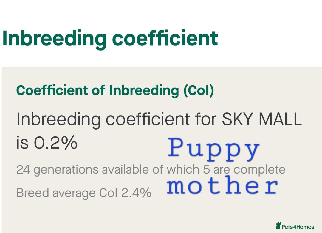 German Shepherd dogs for sale: Beautiful KC Registered Gsd Puppy Ready now😍😍 - Advert 13