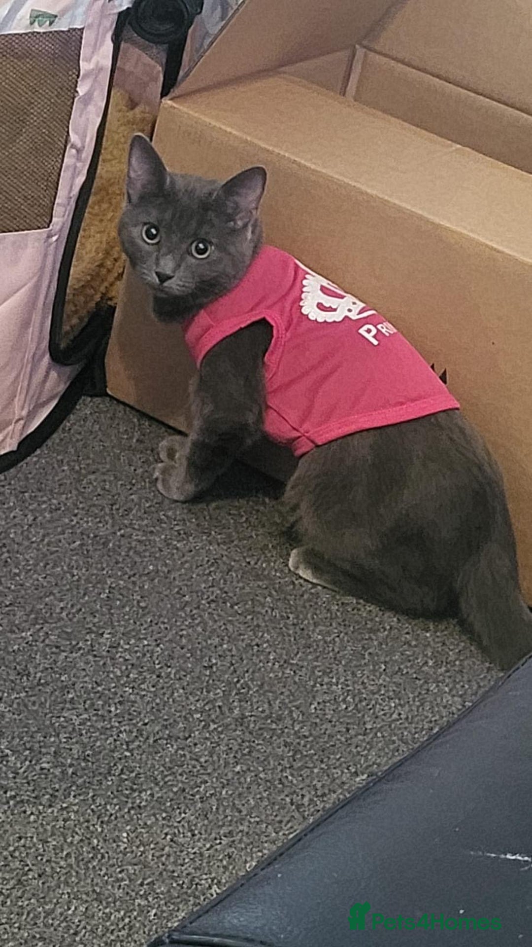 Domestic Shorthair cats for sale: 2 gorgeous kittens for sale - Image 8