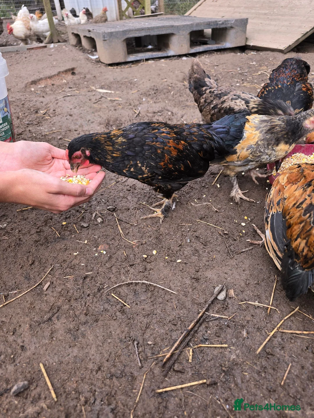 Chickens poultry for sale: 9 Small Bantam Hen's For Sale - Advert 2