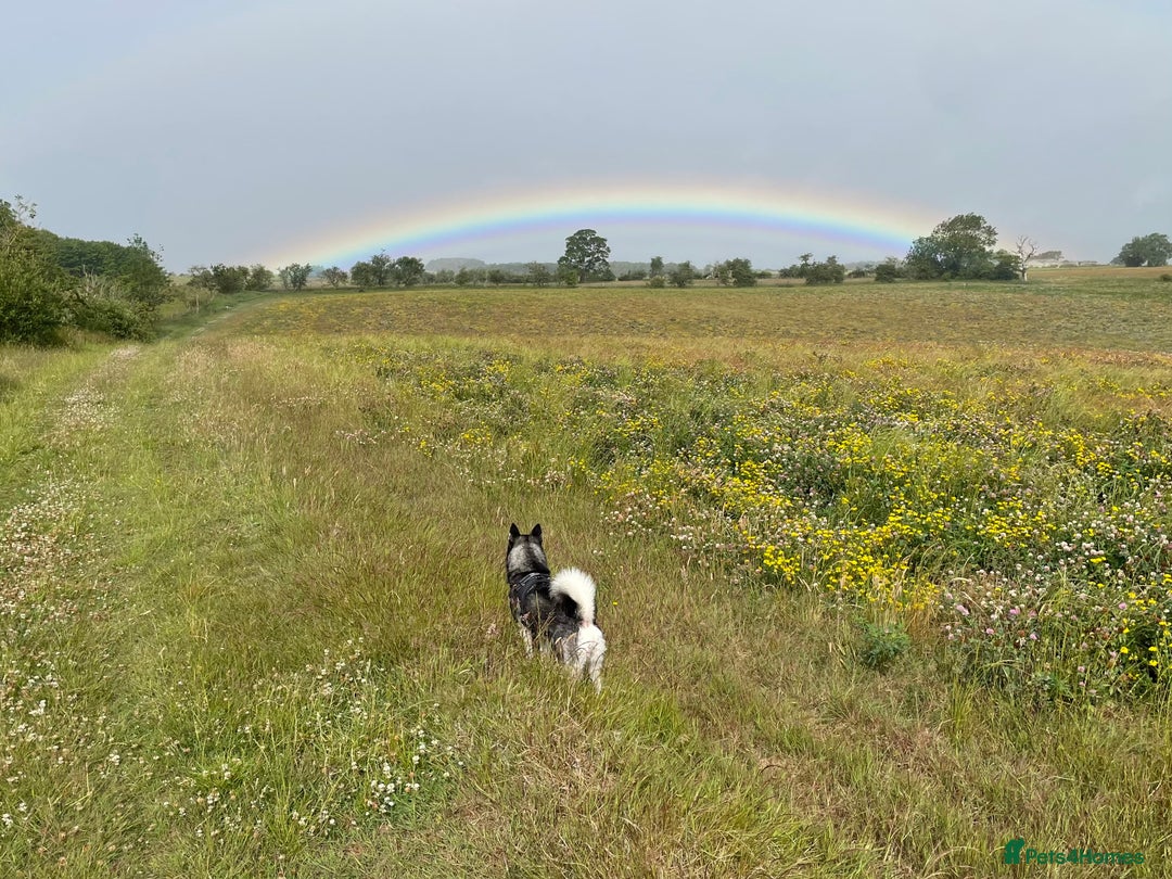 Pomsky dogs for stud: Beautiful F2 bi-eyed Pomsky for STUD  - Advert 6