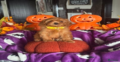 Cavapoo dogs - Advert 5