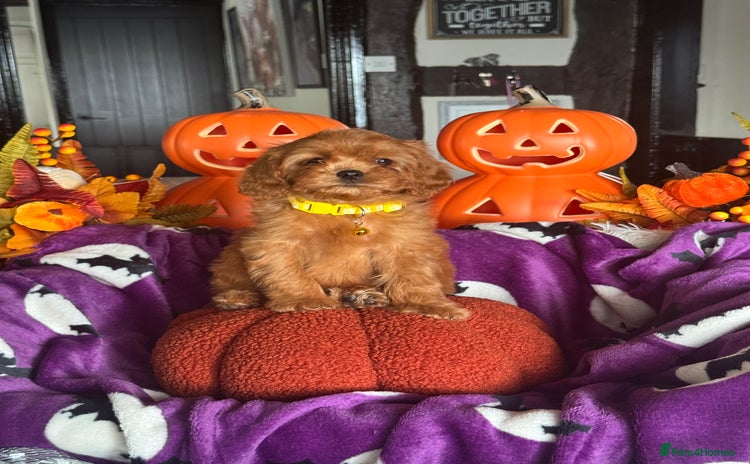 Cavapoo dogs - Advert 1