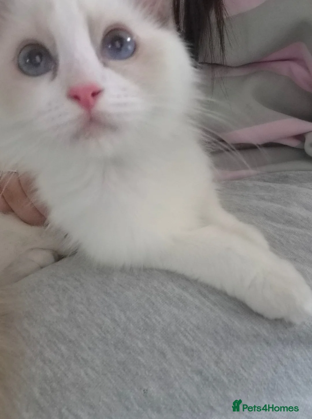 Ragdoll cats for sale: Beautiful blue eyed 3 month old Ragdoll Kitten in Ashford - Advert 6