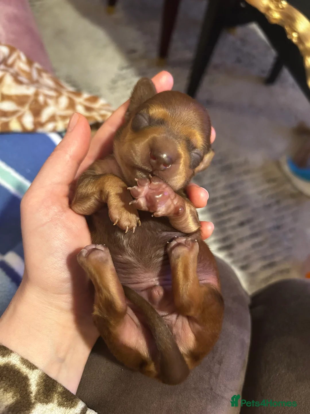 Miniature Dachshund dogs for sale: 2 Cute Mini Dachshund Brothers–Raised with Mum&Dad - Advert 2