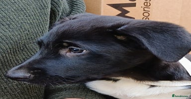 Border Collie dogs - Advert 13