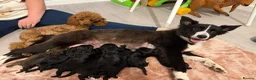 Bordoodle dogs for sale: Mini borderdoodles  in Accrington - Advert 4