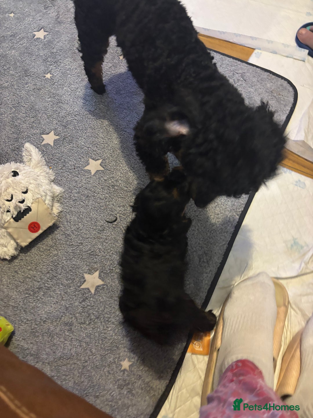 Cavapoochon dogs for sale: Toy Cavapoochons F1B - Advert 12