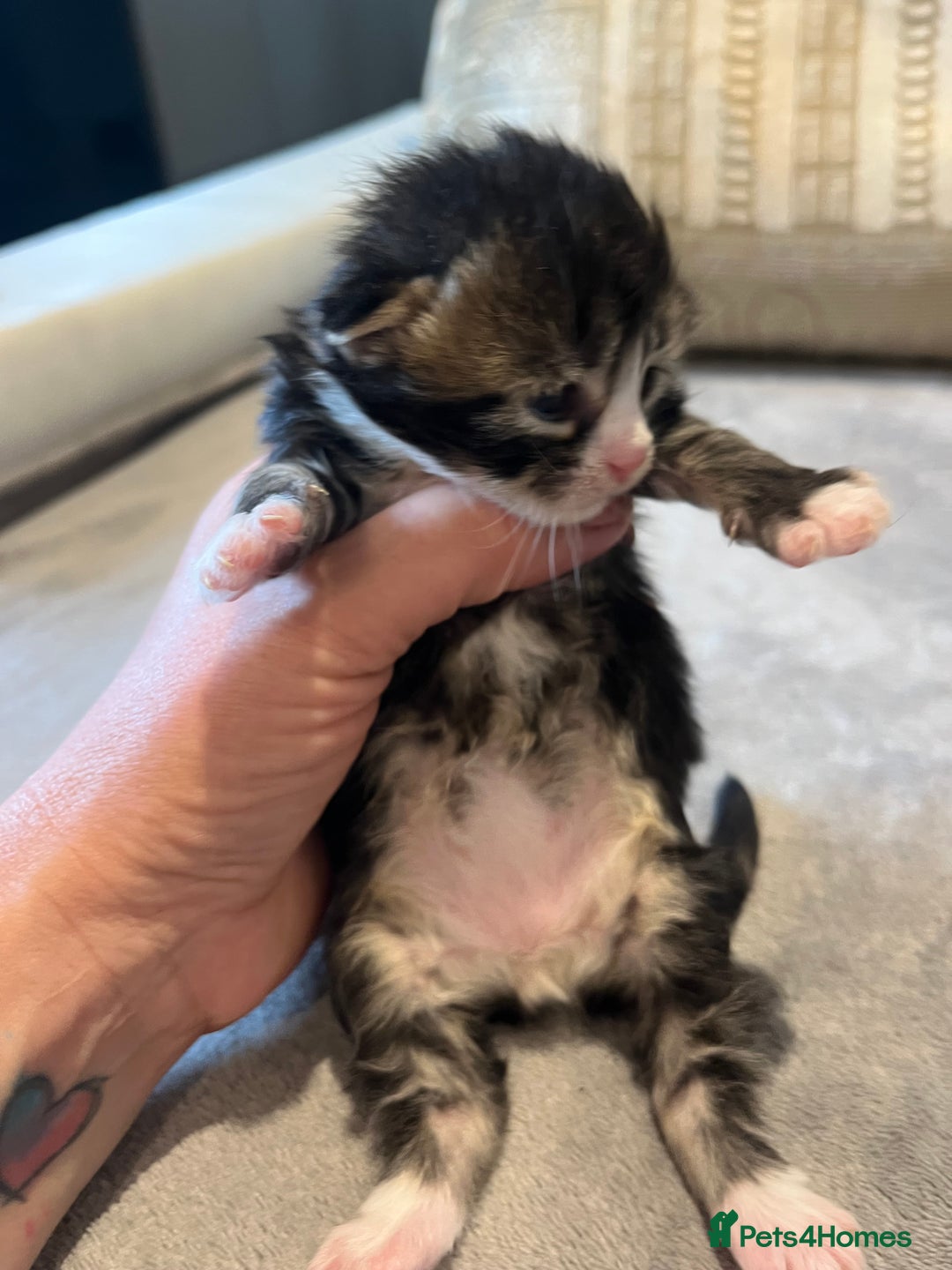 Mixed Breed cats for sale: Maine Coon Mix  - Advert 3