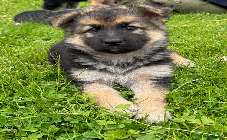 German Shepherd dogs - Advert 2