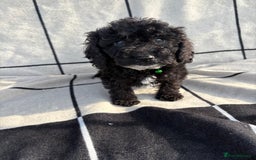 Cockapoo dogs for sale: 🐾STUNNING F1 COCKERPOOS 🐾health tested parents🐾 - Image 14