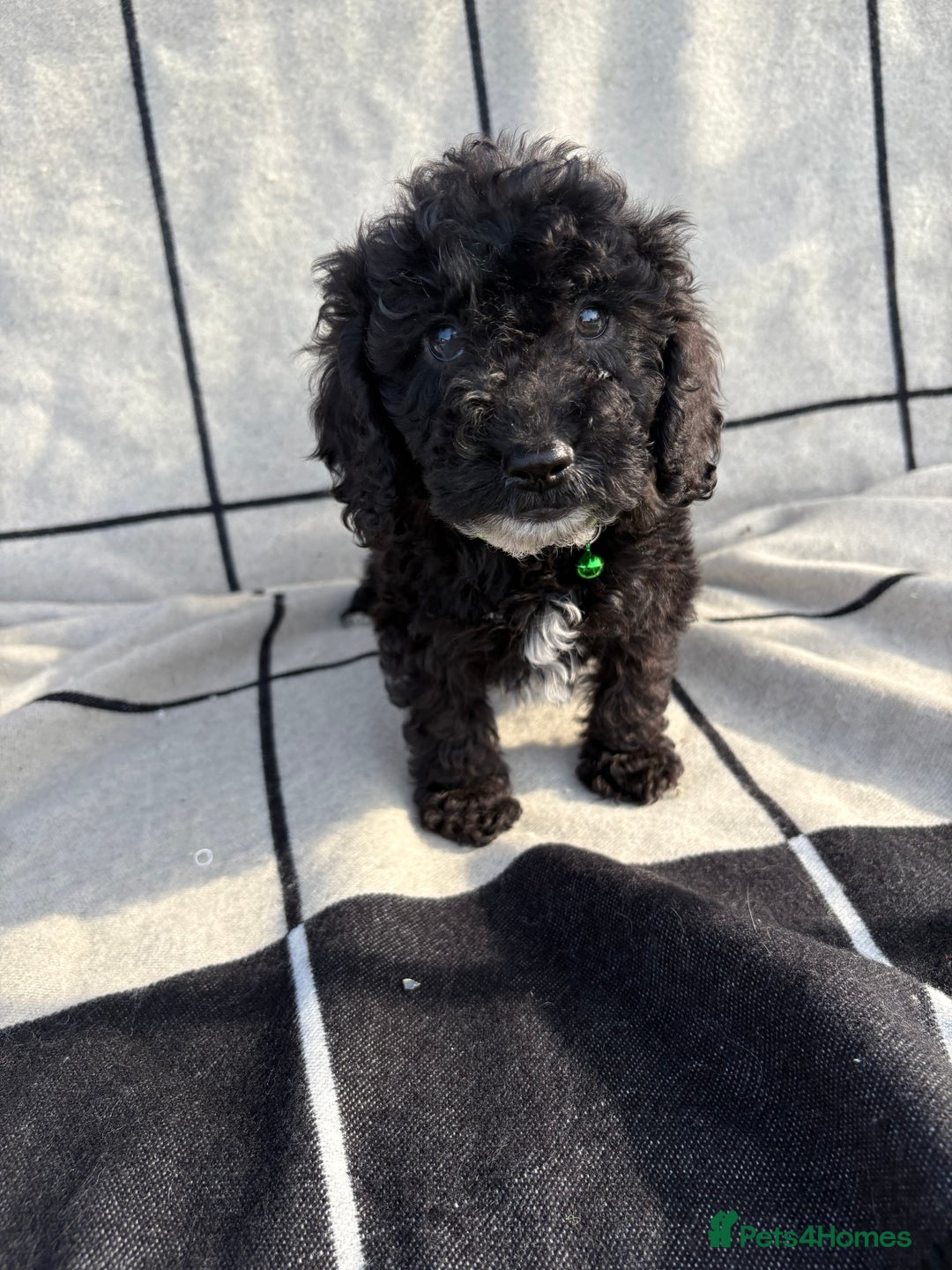 Cockapoo dogs for sale: 🐾STUNNING F1 COCKERPOOS 🐾health tested parents🐾 - Image 14