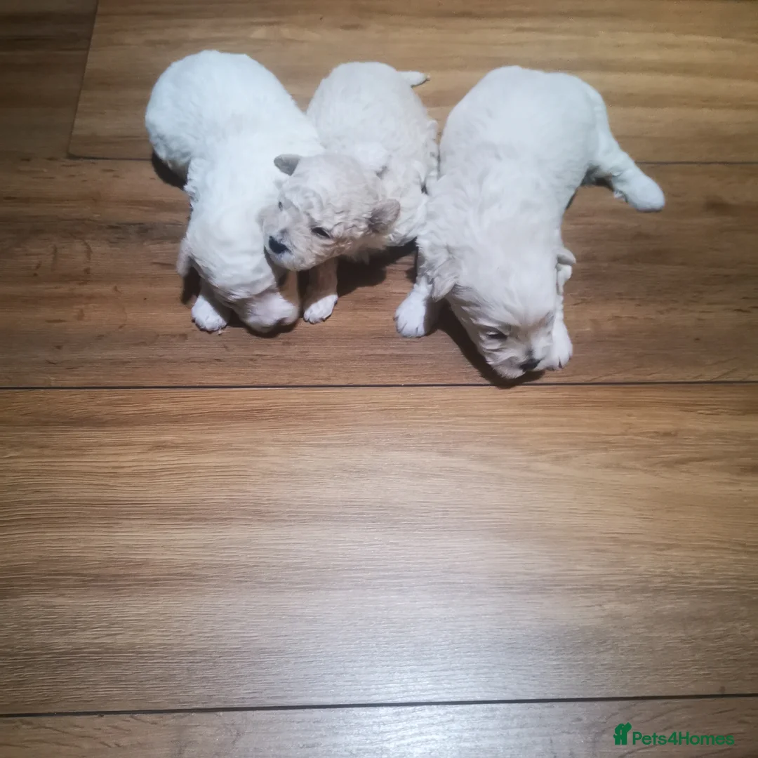 Bichon Frise dogs for sale: 3 beautifuls puppy Bichon Maltese - Advert 14
