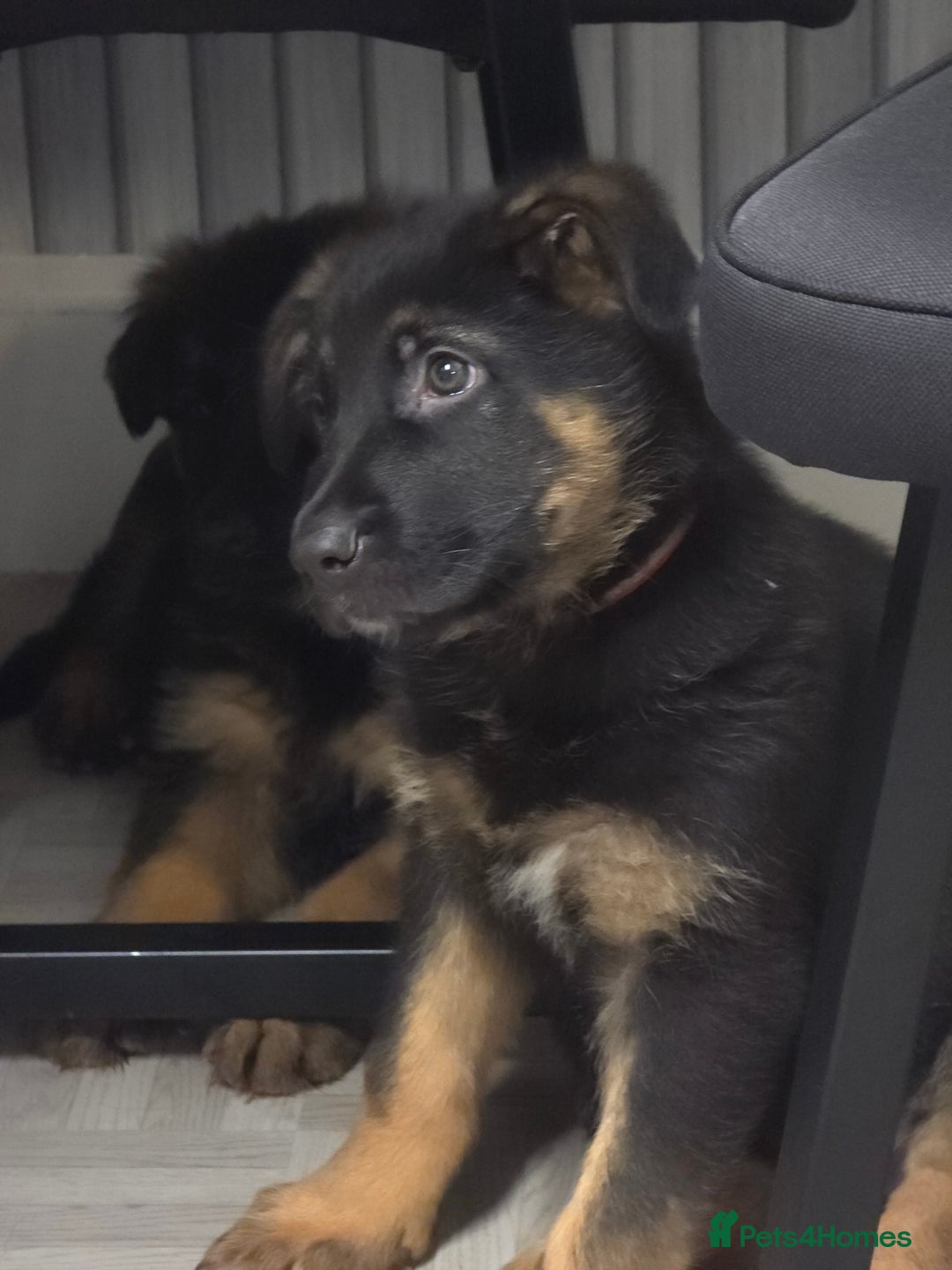 German Shepherd dogs for sale: Chunky German shepherd puppies for sale  - Advert 18