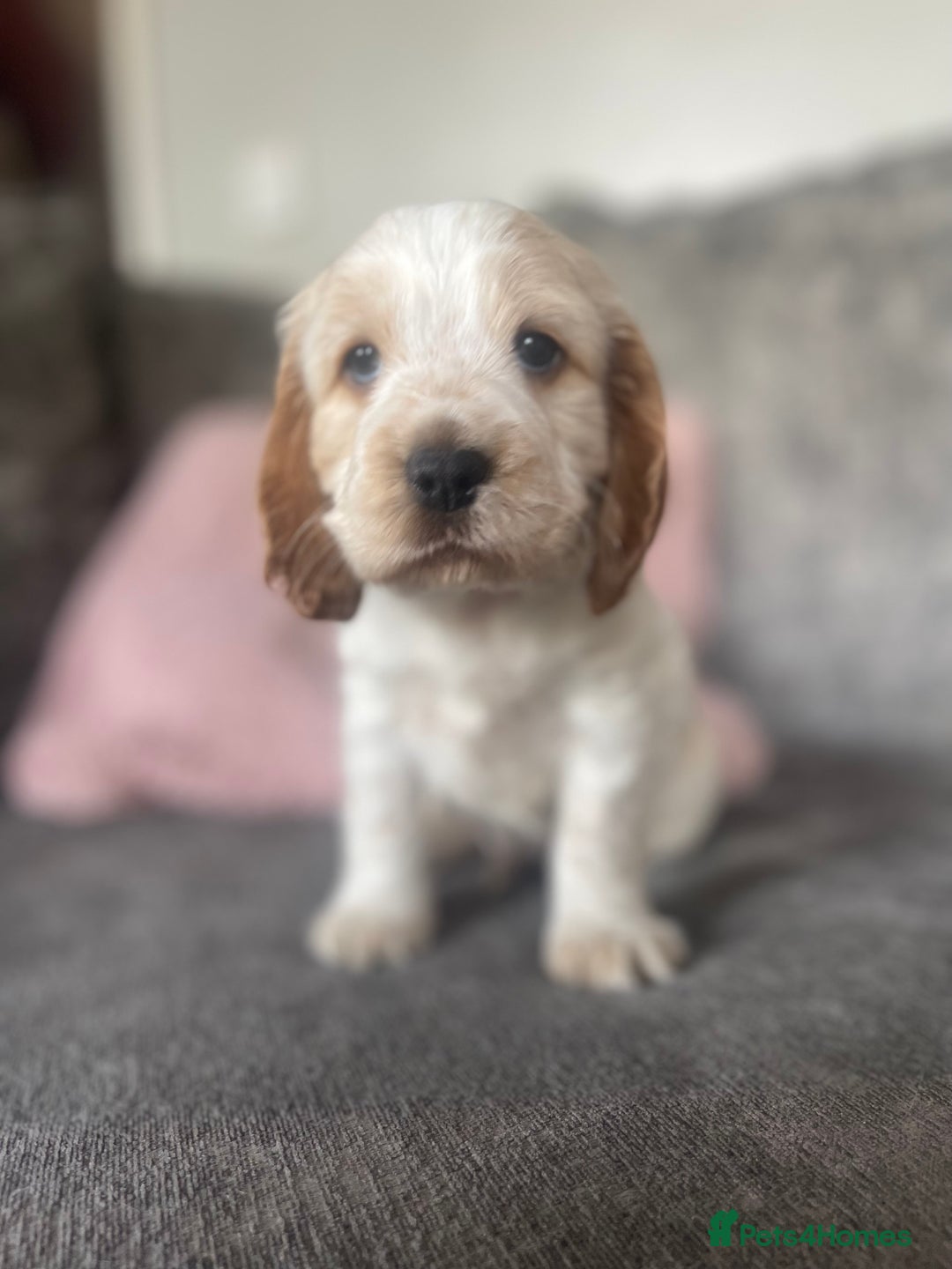 Cocker Spaniel dogs for sale: Top class cocker spaniel puppies  - Image 4