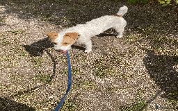 Parson Russell dogs for sale: 2 Female Parsons Jack Russell Terriers 17 months  - Image 4