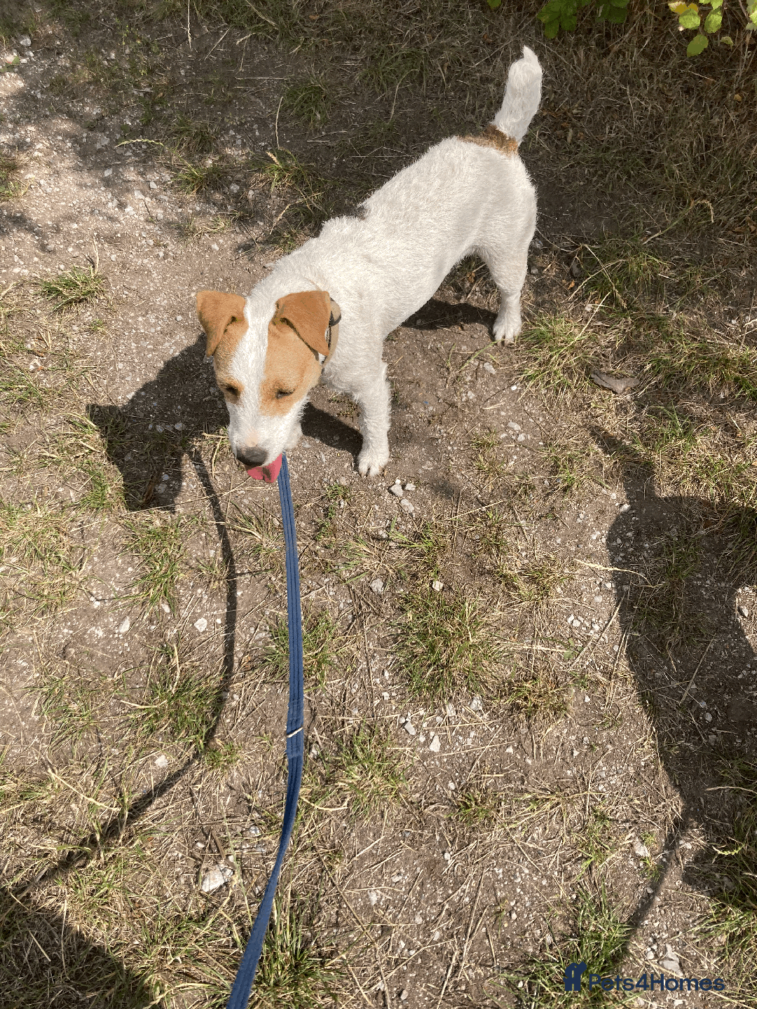 Parson Russell dogs for sale: 2 Female Parsons Jack Russell Terriers 17 months  - Image 4