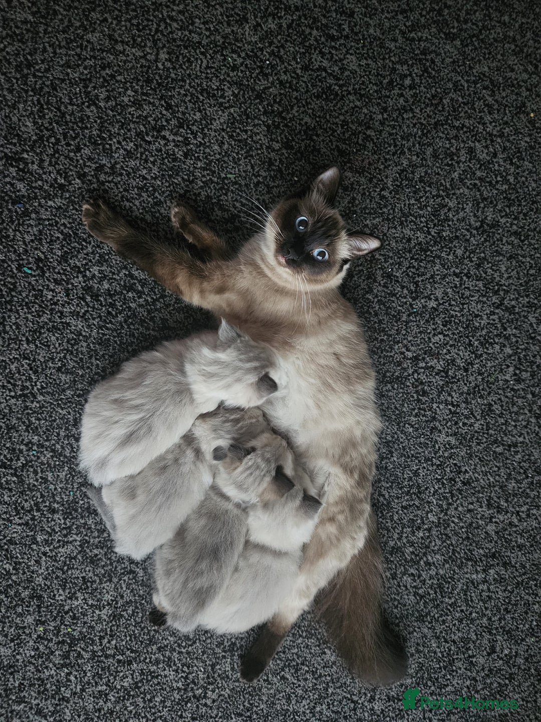 Ragdoll cats for sale: Ragdoll kittens (2 boys only) - Advert 9