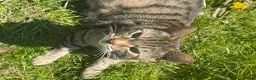 Mixed Breed cats for sale: Beautiful kittens - Advert 1