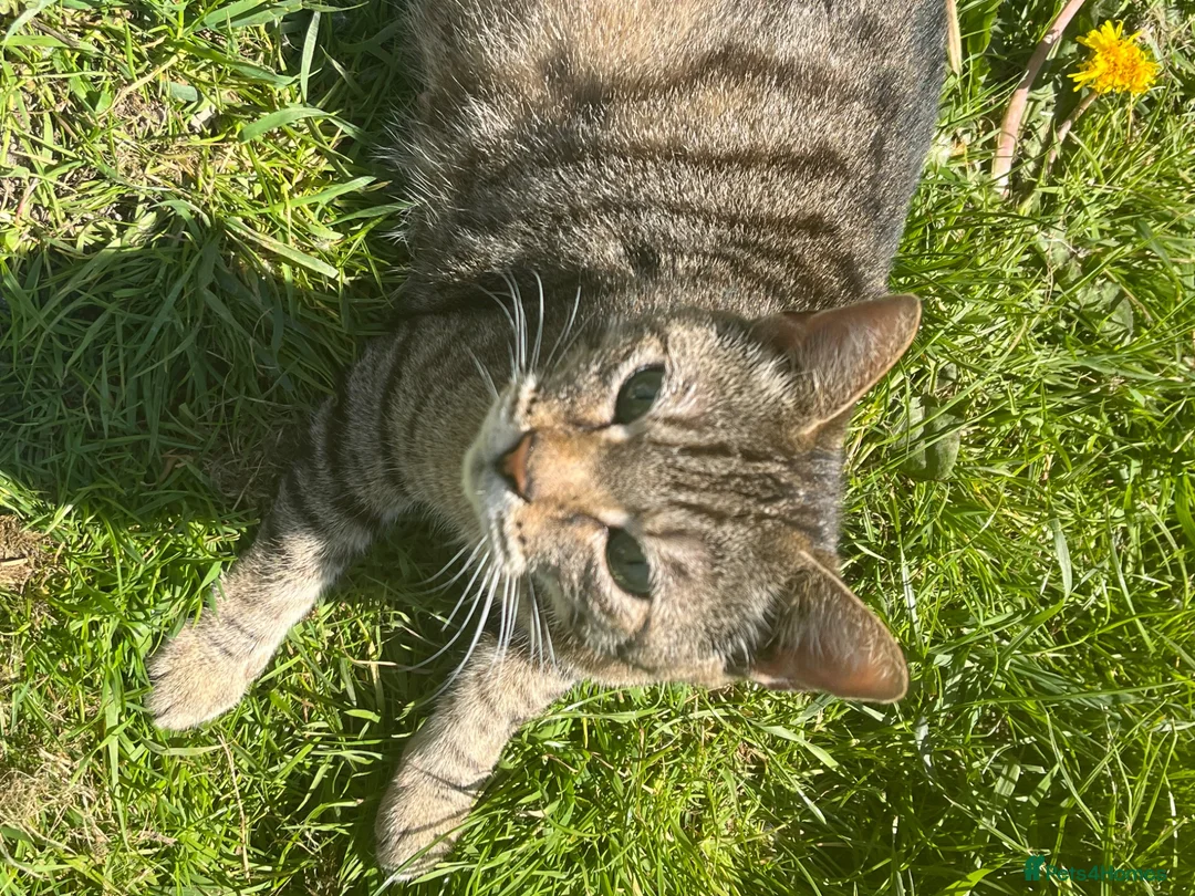 Mixed Breed cats for sale: Beautiful kittens - Advert 1