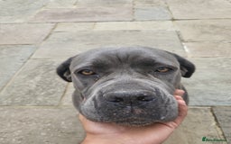 Cane Corso dogs for sale: Dutchess blue cane corso  - Image 1