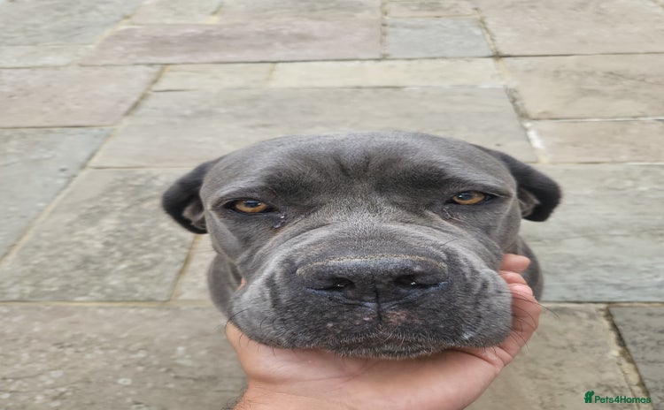 Cane Corso dogs - Advert 1