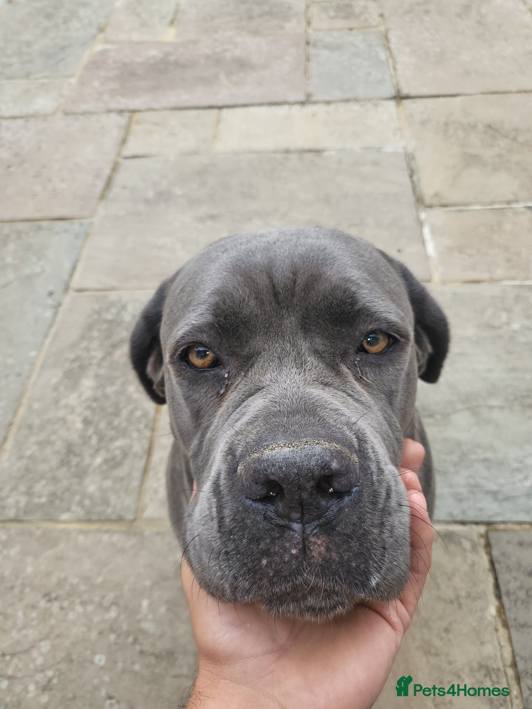 Cane Corso dogs for sale: Dutchess blue cane corso  - Image 1