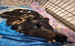 Lhasa Apso dogs for sale: Lhasa apao pups  - Image 3