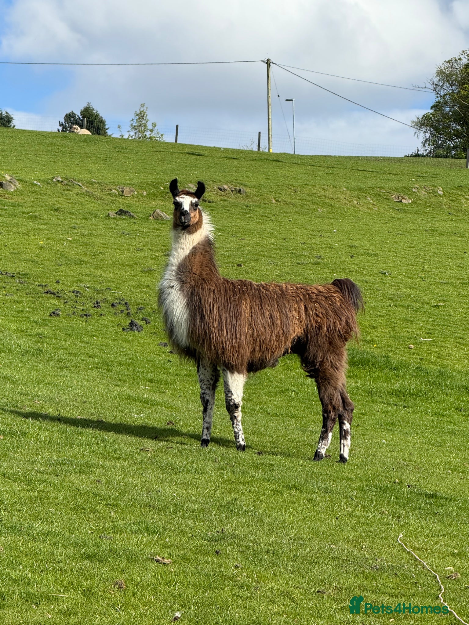 Llama livestock Male Llama for sale 🦙  - Advert 1