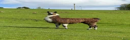 Llama livestock for sale: Male Llama for sale 🦙  - Advert 1
