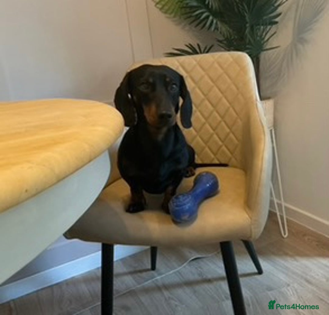 Dachshund dogs for sale: Dachshund puppys - Image 12
