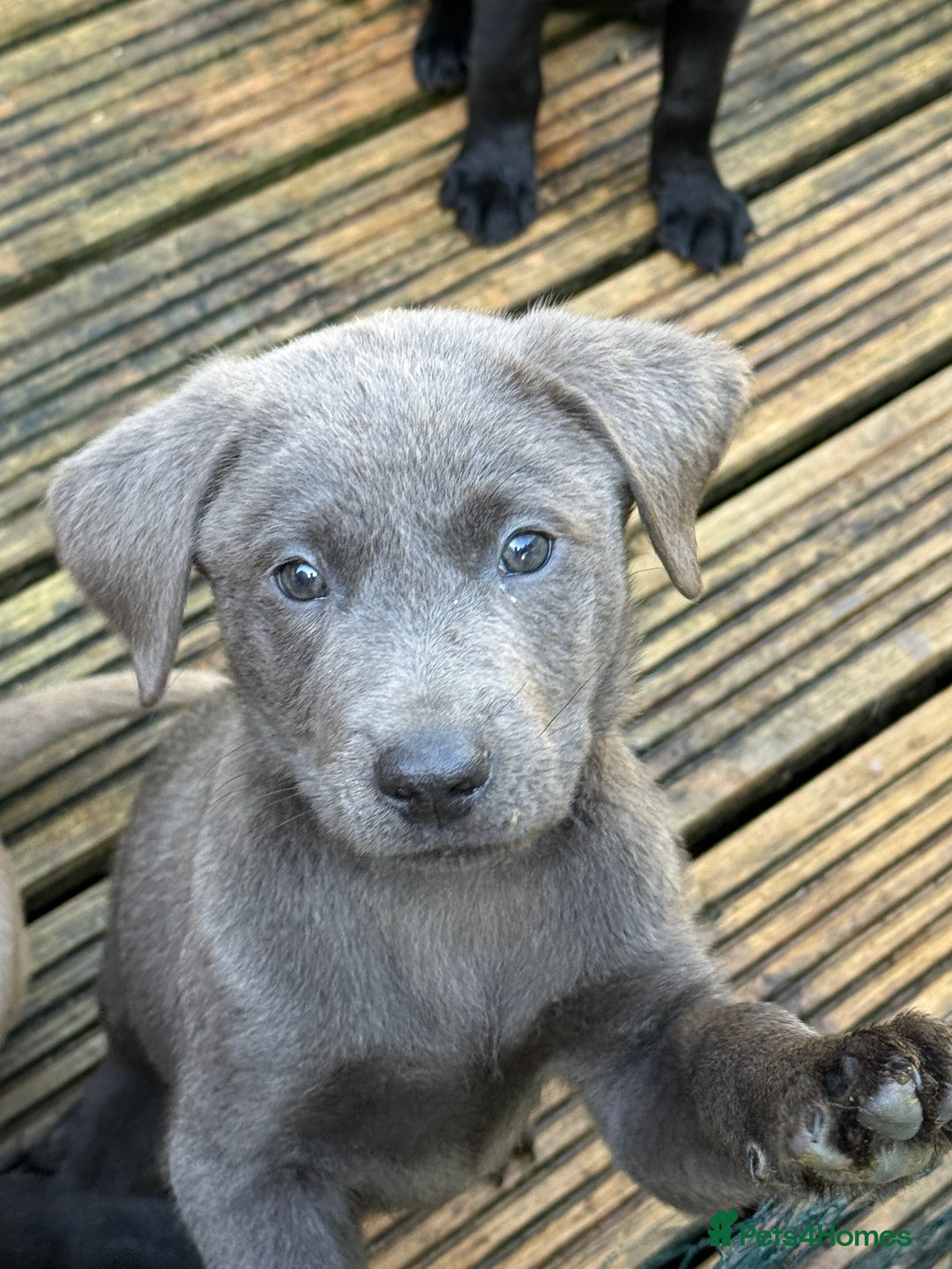 Labrador Retriever dogs for sale: Stunning Labrador puppies for sale  in Lostwithiel - Image 1