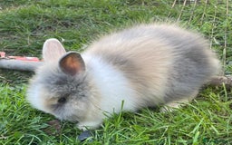 Lionhead rabbits for sale: Lion head  - Image 30