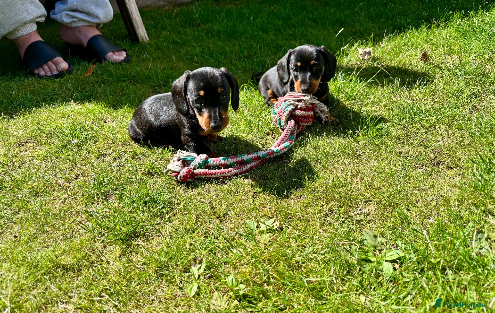 Miniature Dachshund dogs Adorable Miniature Dachshund Puppies! - Advert 18