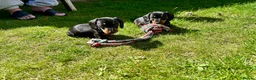 Miniature Dachshund dogs for sale: Adorable Miniature Dachshund Puppies! - Advert 7