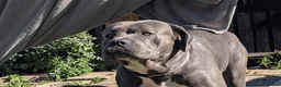 Cane Corso dogs for sale: Beautiful male cane corso  - Advert 3