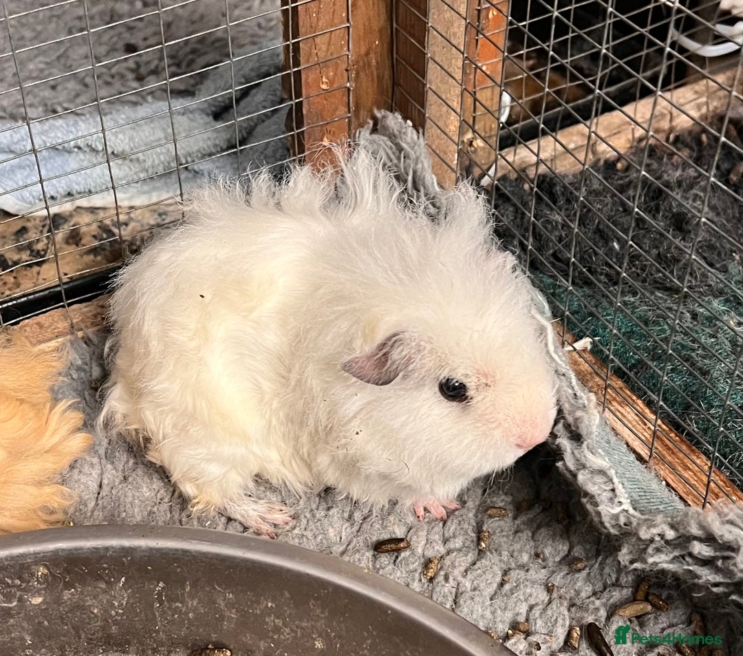 Guinea Pig rodents for sale: Two pairs of bonded Texel and Lunkarya boys - Advert 4