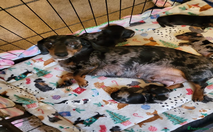 Dachshund dogs - Advert 3