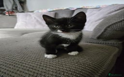 Mixed Breed cats for sale: 4 Playful Male Kittens Ready for Loving Homes! - Image 19