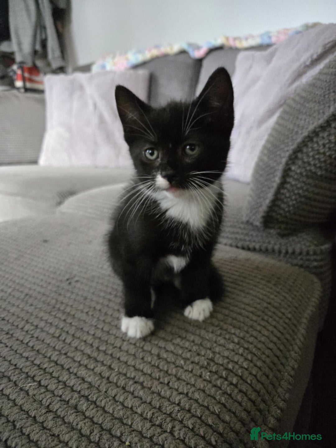 Mixed Breed cats for sale: 4 Playful Male Kittens Ready for Loving Homes! - Image 19