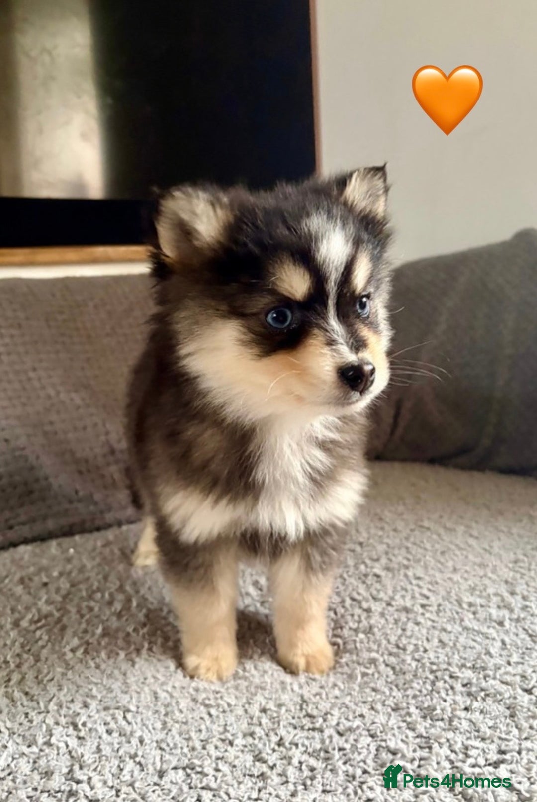 Pomsky dogs for sale: F3 pomsky puppies (Mini husky) - Advert 2
