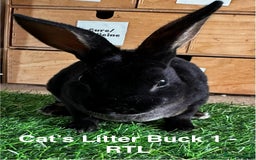 Rex rabbits for sale: Black and Tan Mini Rex  - Image 24