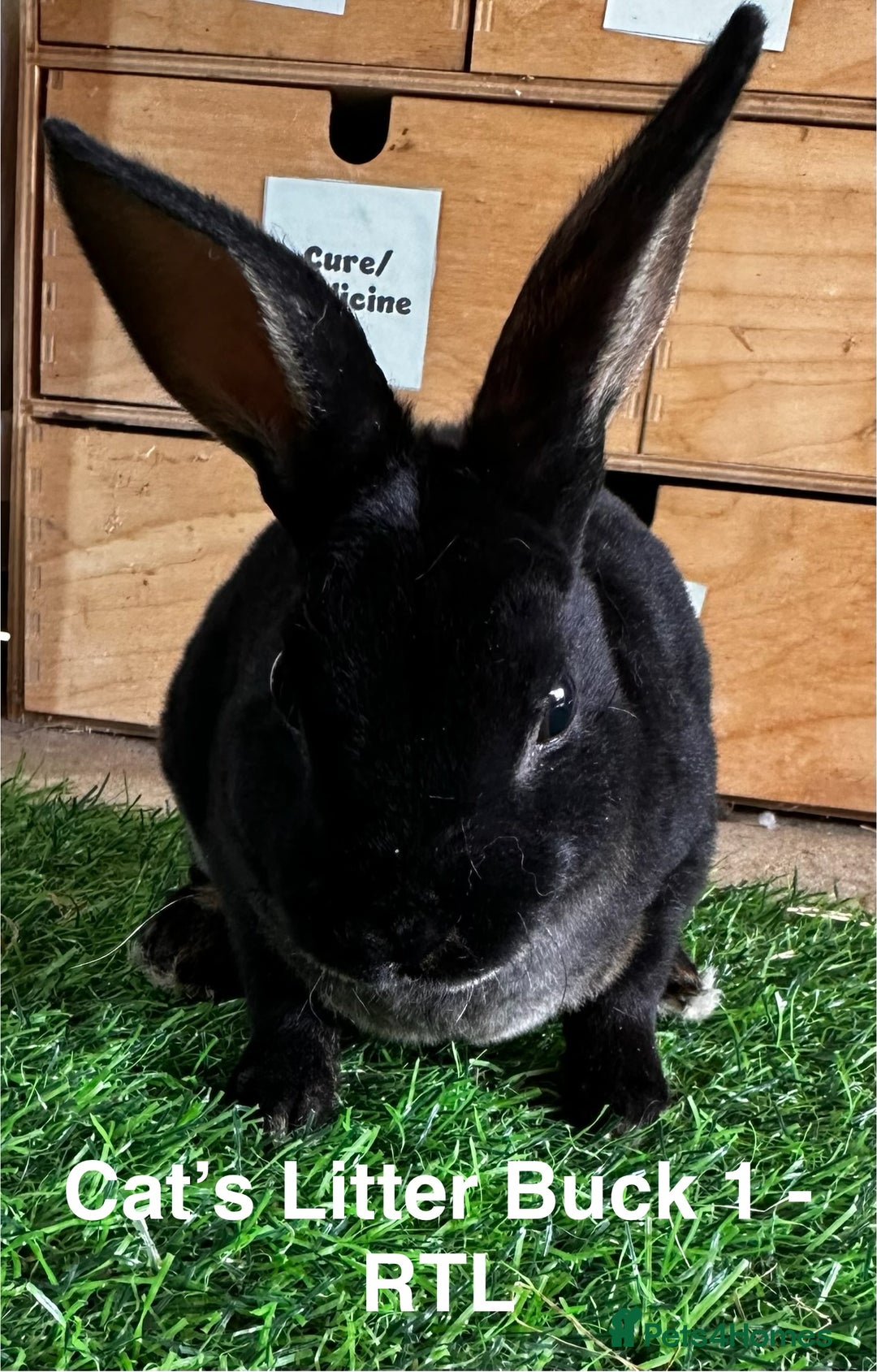 Rex rabbits for sale: Black and Tan Mini Rex  - Image 24